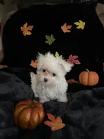 Tinkerbell, a female Maltese for sale in Culver, IN – 6 of 6