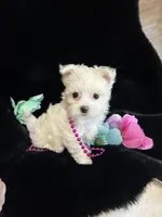 Cupcake HOLD, a female Maltese for sale in Culver, IN – Photo 2 of 3