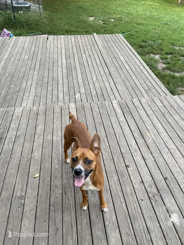 Hershey – Boxer puppy for sale in Culver, IN