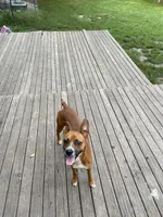 Hershey, a female Boxer for sale in Culver, IN – 1 of 1