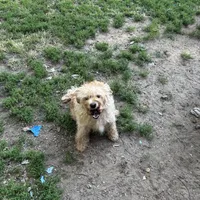 Ginger, a female Labradoodle and Miniature Labradoodle for sale in Culver, IN – Photo 2 of 2