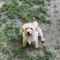 Ginger, a female Labradoodle and Miniature Labradoodle for sale in Culver, IN – Photo 1 of 2