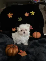 Tinkerbell, a female Maltese for sale in Culver, IN – 2 of 6