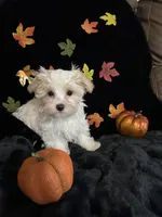 Winston, a male Maltipoo for sale in Culver, IN – 2 of 5
