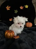 Tinkerbell, a female Maltese for sale in Culver, IN – 5 of 6