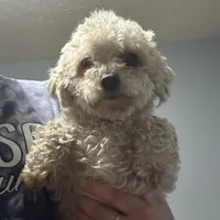 Pixie, a female Maltipoo for sale in Culver, IN – Photo 2 of 2