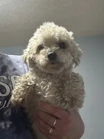 Pixie, a female Maltipoo for sale in Culver, IN – Photo 2 of 2