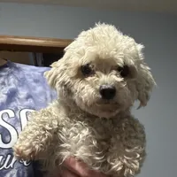 Pixie, a female Maltipoo for sale in Culver, IN – Photo 1 of 2