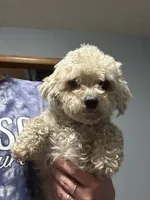 Pixie, a female Maltipoo for sale in Culver, IN – Photo 1 of 2