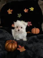 Tinkerbell, a female Maltese for sale in Culver, IN – 3 of 6