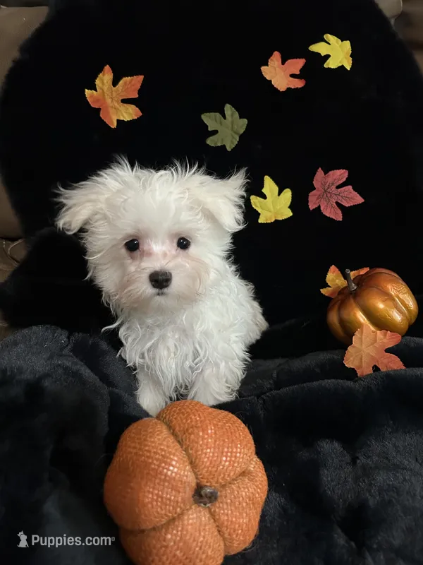 Olaf – Maltese puppy for sale in Culver, IN