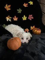 Winston, a male Maltipoo for sale in Culver, IN – 3 of 5