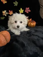 Charlie, a male Maltipoo for sale in Culver, IN – 4 of 5