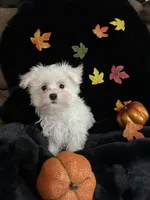 Olaf, a male Maltese for sale in Culver, IN – 2 of 5