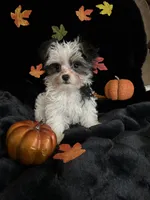Oreo, a female Morkie for sale in Culver, IN – 2 of 5