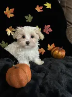 Winston, a male Maltipoo for sale in Culver, IN – 5 of 5