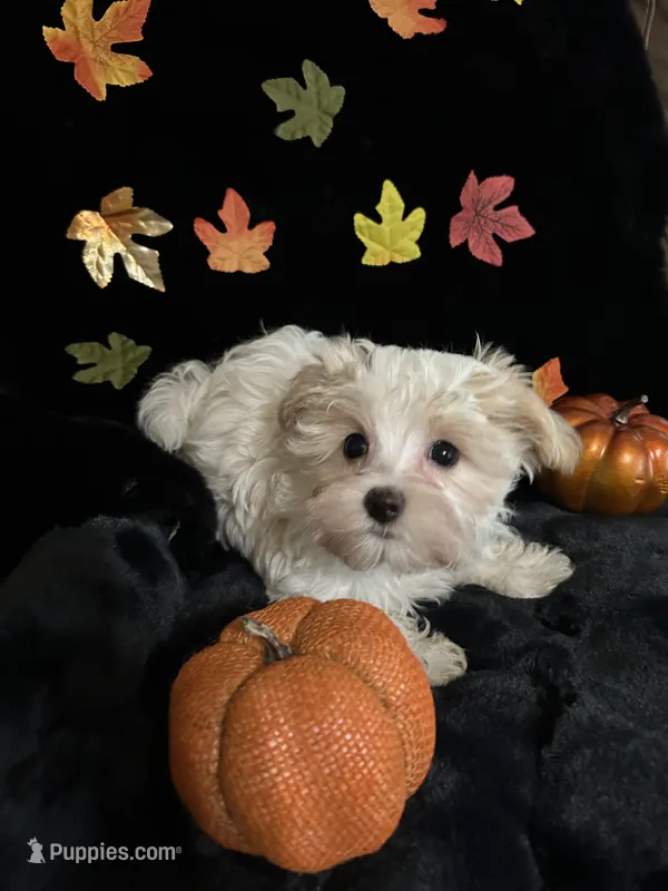 Winston – Maltipoo puppy for sale in Culver, IN