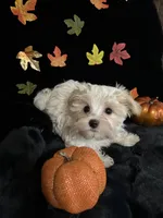 Winston, a male Maltipoo for sale in Culver, IN – 1 of 5