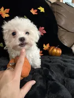 Zazu, a male Maltese for sale in Culver, IN – 4 of 5