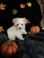 Biscuit , a male Maltipoo for sale in Culver, IN – 5 of 7