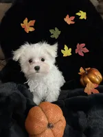 Olaf, a male Maltese for sale in Culver, IN – 3 of 5