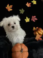 Olaf, a male Maltese for sale in Culver, IN – 4 of 5