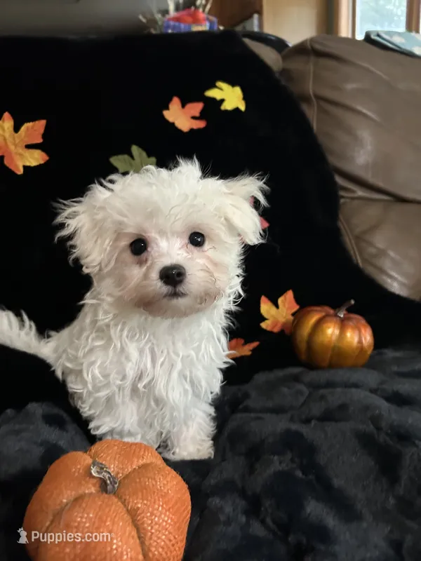 Zazu – Maltese puppy for sale in Culver, IN