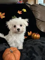 Zazu, a male Maltese for sale in Culver, IN – 1 of 5