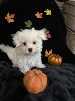 Zazu, a male Maltese for sale in Culver, IN – 3 of 5
