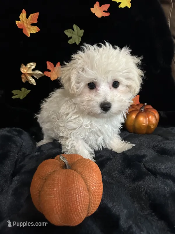 Charlie – Maltipoo puppy for sale in Culver, IN