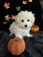 Charlie, a male Maltipoo for sale in Culver, IN – 1 of 5