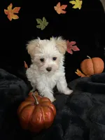 Biscuit , a male Maltipoo for sale in Culver, IN – 3 of 7