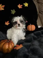 Oreo, a female Morkie for sale in Culver, IN – 4 of 5