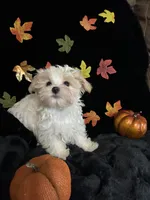 Winston, a male Maltipoo for sale in Culver, IN – 4 of 5