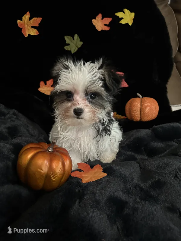 Oreo – Morkie puppy for sale in Culver, IN