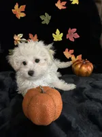 Charlie, a male Maltipoo for sale in Culver, IN – 5 of 5