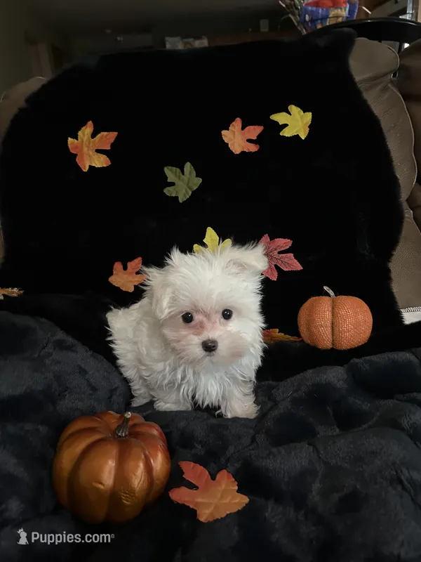 Tinkerbell – Maltese puppy for sale in Culver, IN