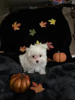 Tinkerbell, a female Maltese for sale in Culver, IN – 1 of 6
