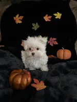 Tinkerbell, a female Maltese for sale in Culver, IN – 4 of 6