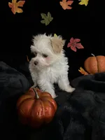 Biscuit , a male Maltipoo for sale in Culver, IN – 4 of 7