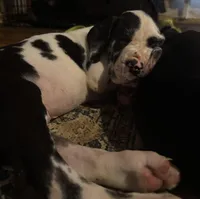 Czar Von RHAAL, a male Great Dane for sale in Annapolis, MD – Photo 3 of 4