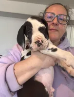 Czar Von RHAAL, a male Great Dane for sale in Annapolis, MD – Photo 2 of 4