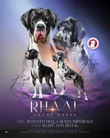 Czar Von RHAAL, a male Great Dane for sale in Annapolis, MD – Photo 4 of 4