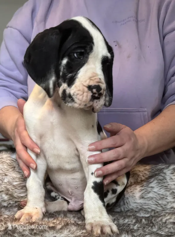 Czar Von RHAAL – Great Dane puppy for sale in Annapolis, MD