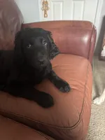 Jake, a male Labradoodle for sale in Clinton Township, MI – 3 of 6