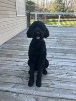 Jake, a male Labradoodle for sale in Port Huron, MI – Photo 3 of 3