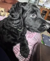 Jake, a male Labradoodle for sale in Clinton Township, MI – 2 of 6