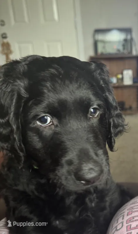 Jake – Labradoodle puppy for sale in Port Huron, MI