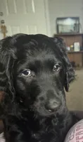 Jake, a male Labradoodle for sale in Clinton Township, MI – 1 of 6