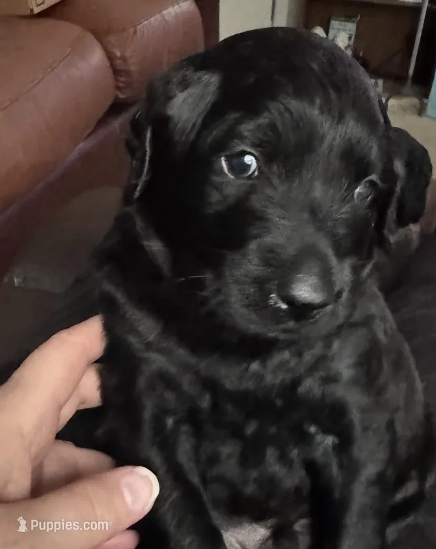 Jake – Labradoodle puppy for sale in Port Huron, MI